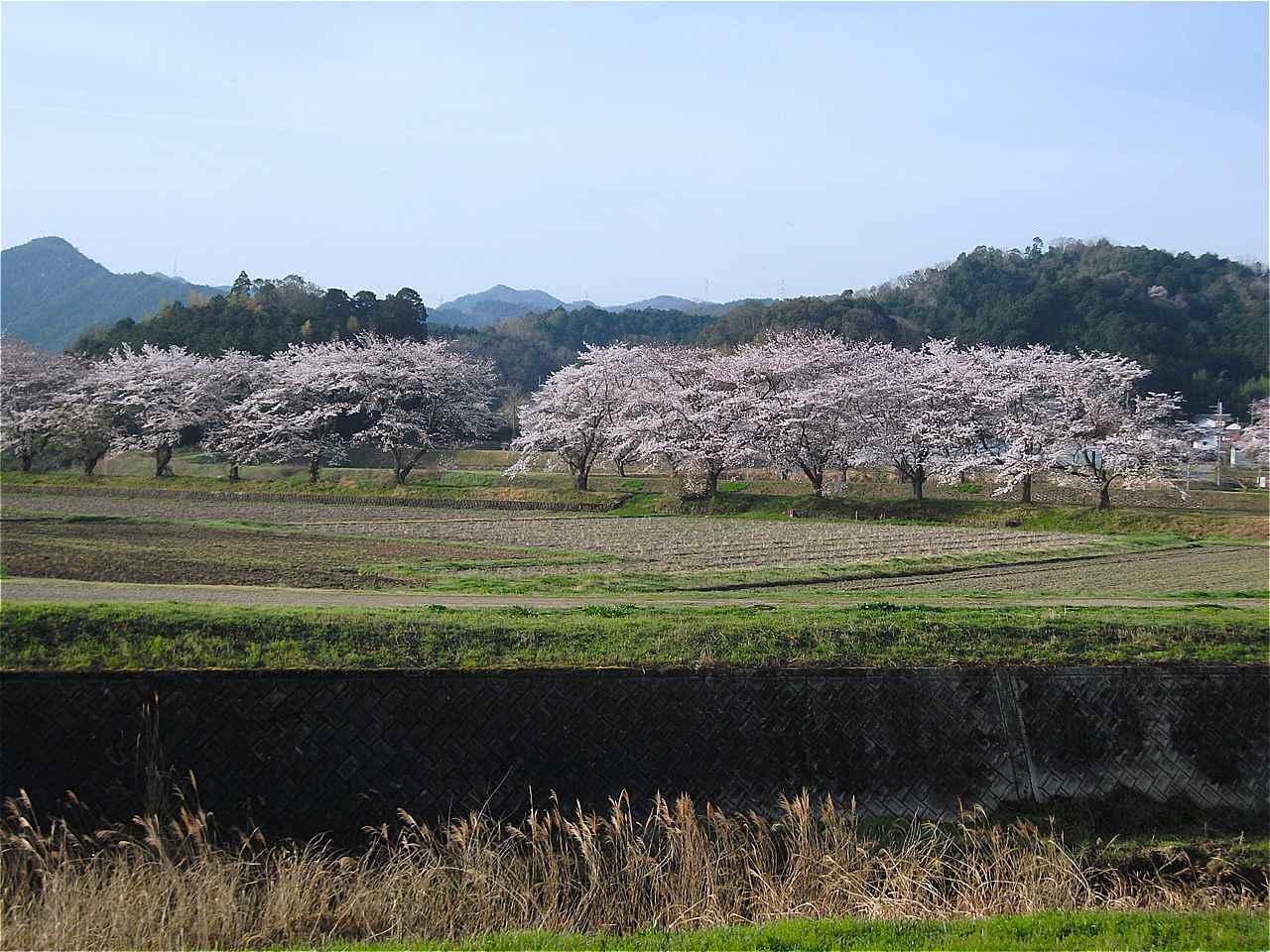 桜