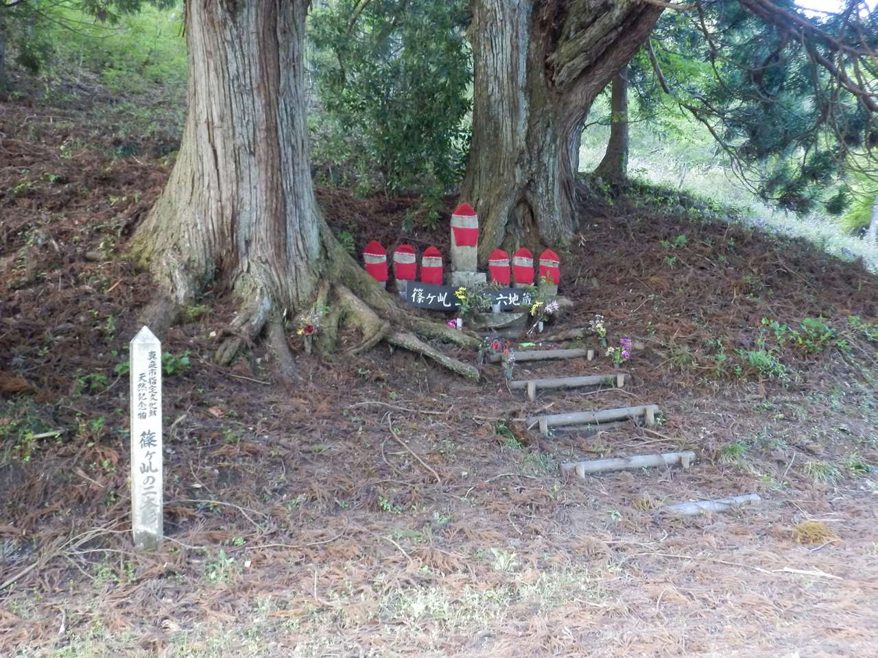 篠ヶ乢の二本杉