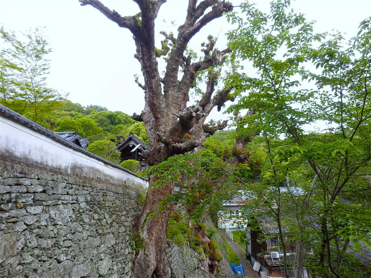 浄国寺