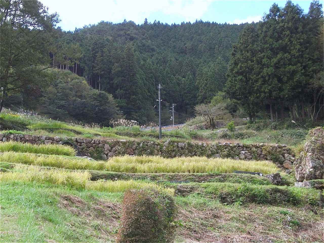 神在居の棚田