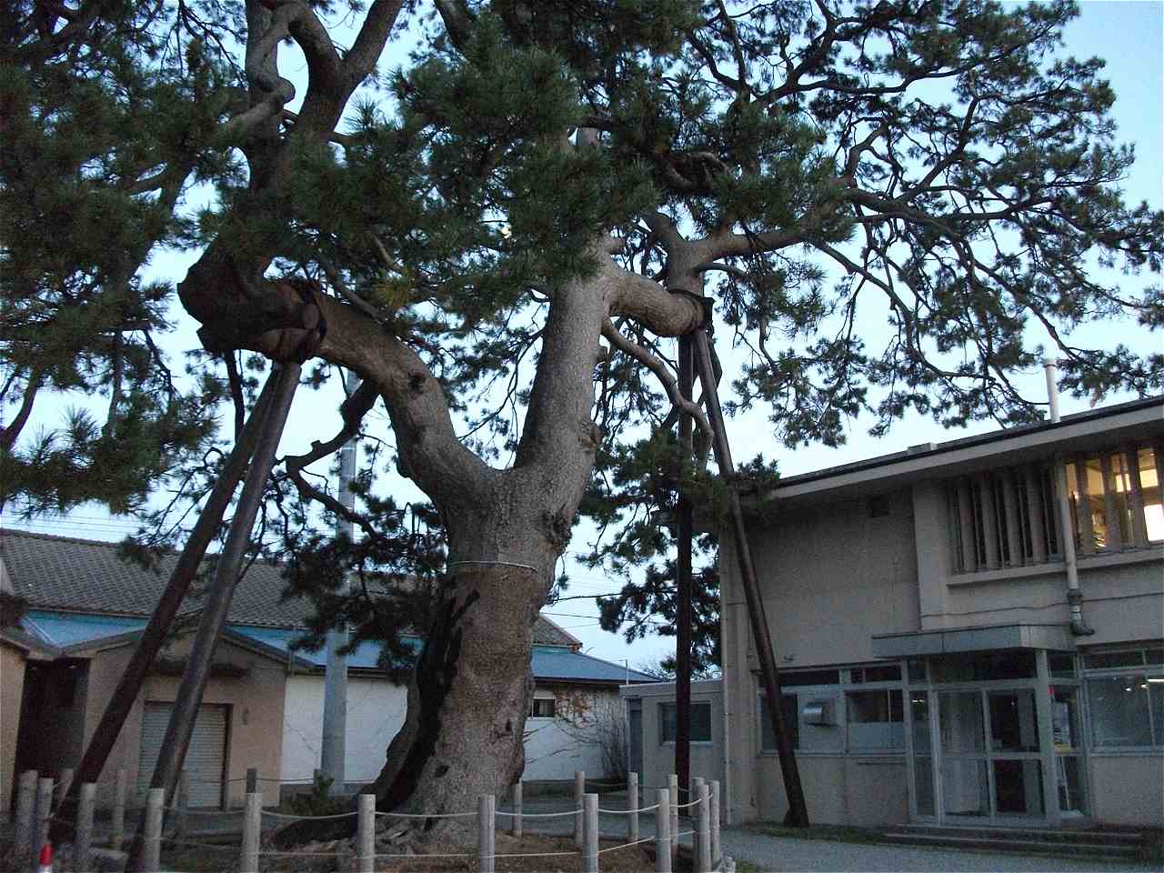 村雨の松